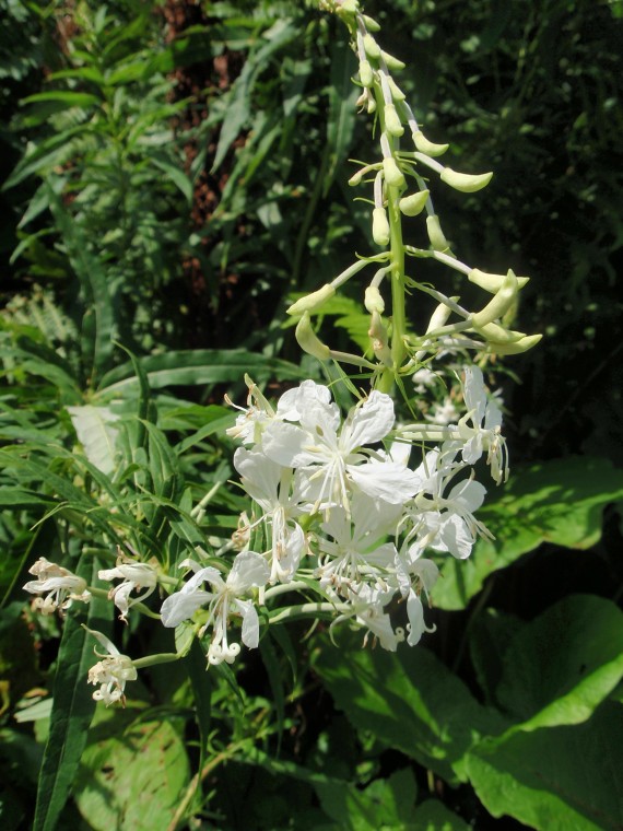 Chamaenerion (ex Epilobium) angustifolium var. album